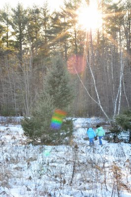 Christmas tree hunt